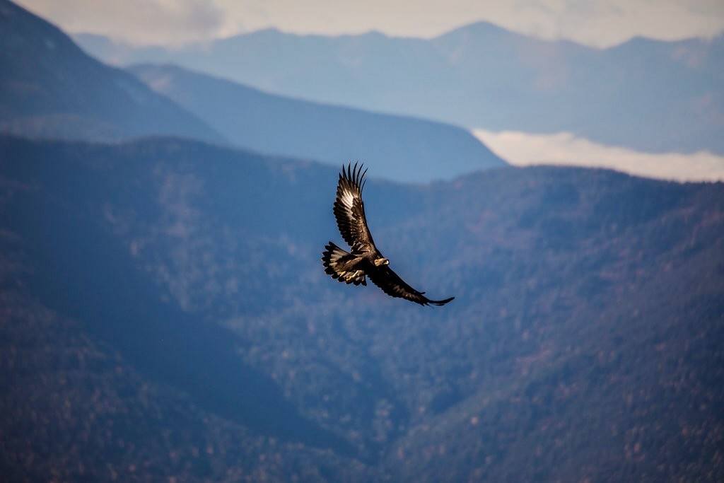 Golden Eagle (Aquila chrysaetos) by Glacier NPS is marked with Public Domain Mark 1.0.